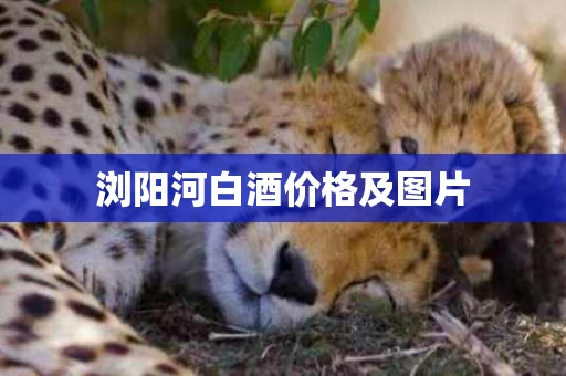 浏阳河白酒价格及图片
