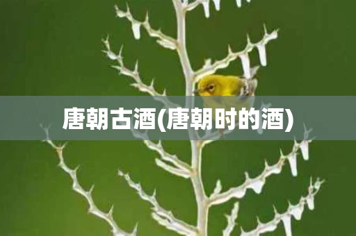唐朝古酒(唐朝时的酒)
