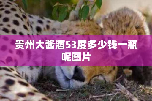贵州大酱酒53度多少钱一瓶呢图片