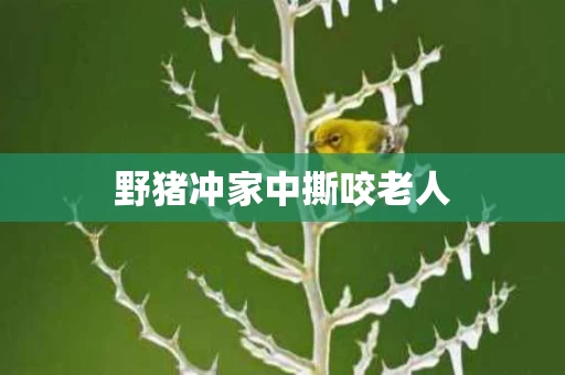 野猪冲家中撕咬老人