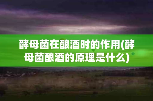 酵母菌在酿酒时的作用(酵母菌酿酒的原理是什么)