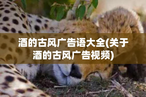 酒的古风广告语大全(关于酒的古风广告视频)
