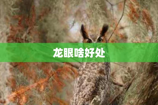 龙眼啥好处