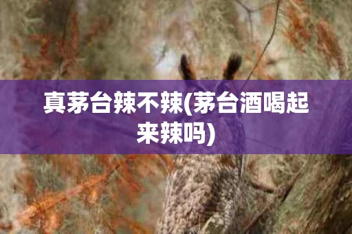 真茅台辣不辣(茅台酒喝起来辣吗)