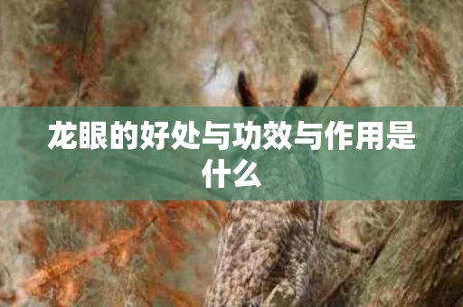 龙眼的好处与功效与作用是什么