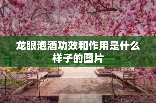 龙眼泡酒功效和作用是什么样子的图片