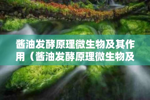 酱油发酵原理微生物及其作用（酱油发酵原理微生物及其作用实验报告）
