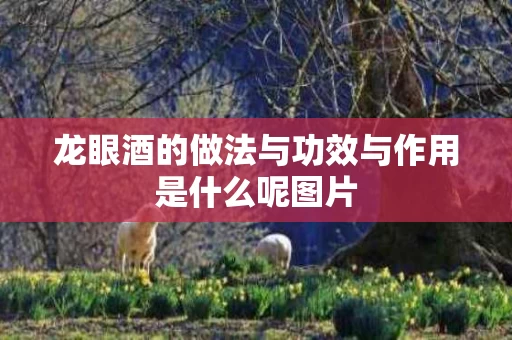 龙眼酒的做法与功效与作用是什么呢图片