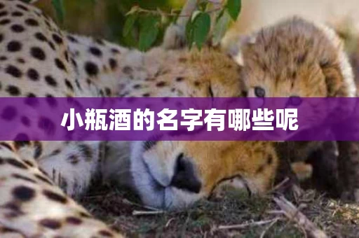 小瓶酒的名字有哪些呢