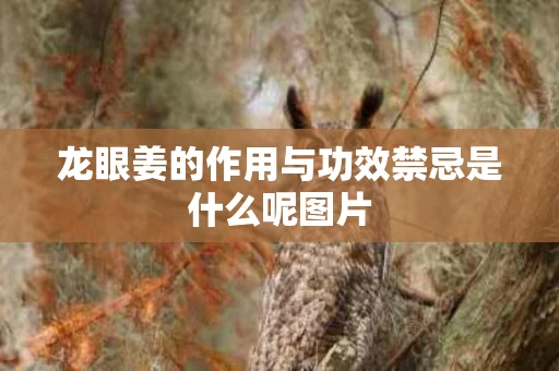 龙眼姜的作用与功效禁忌是什么呢图片
