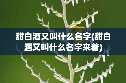 甜白酒又叫什么名字(甜白酒又叫什么名字来着)
