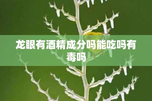 龙眼有酒精成分吗能吃吗有毒吗